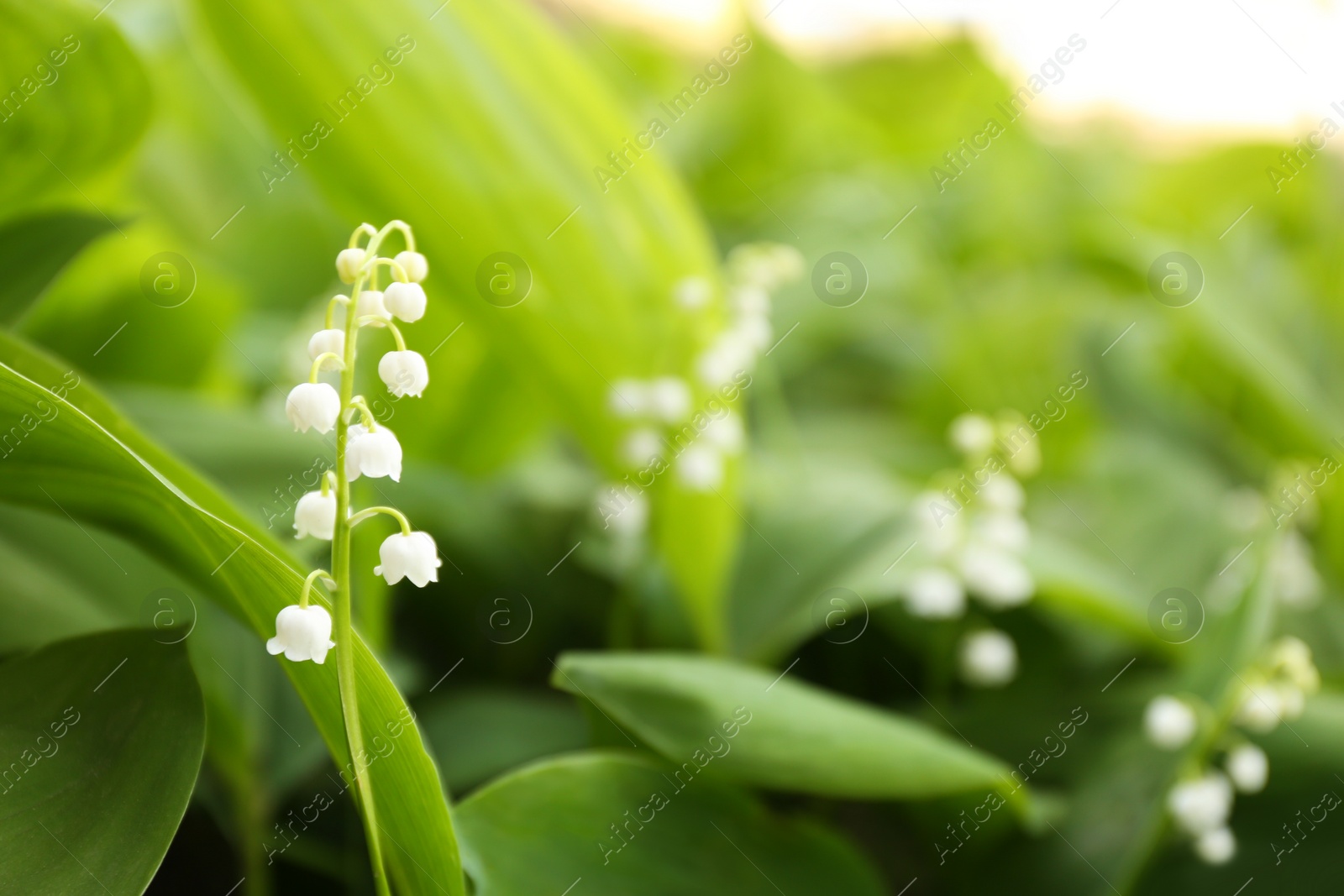 Photo of Fragrant lily of the valley outdoors. Space for text