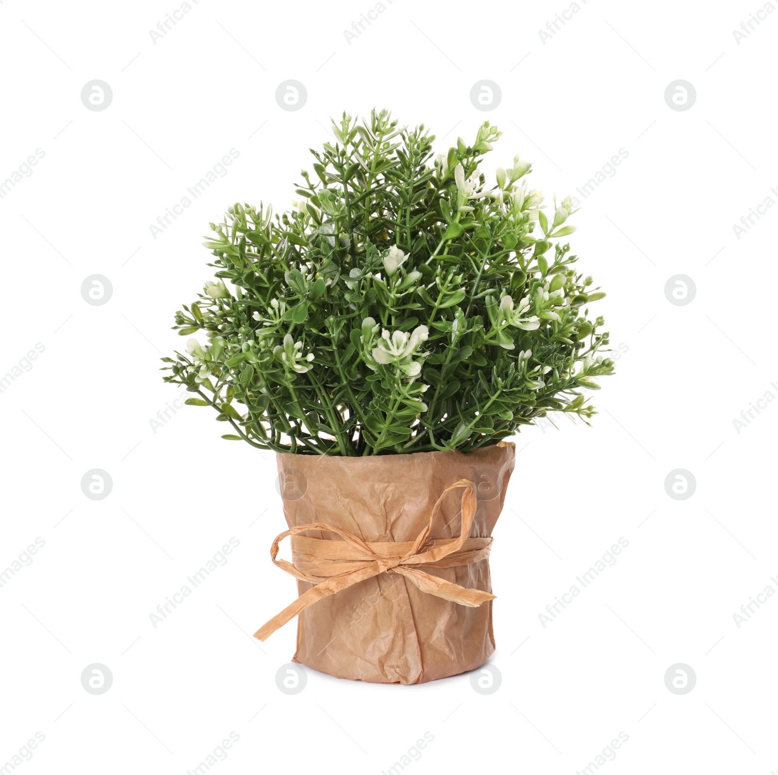 Photo of Artificial potted thyme on white background. Home decor