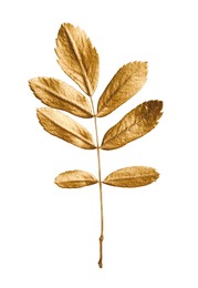 Photo of Twig of golden rowan leaves isolated on white. Autumn season