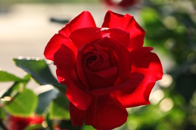 Photo of Beautiful blooming rose in garden on sunny day, closeup view