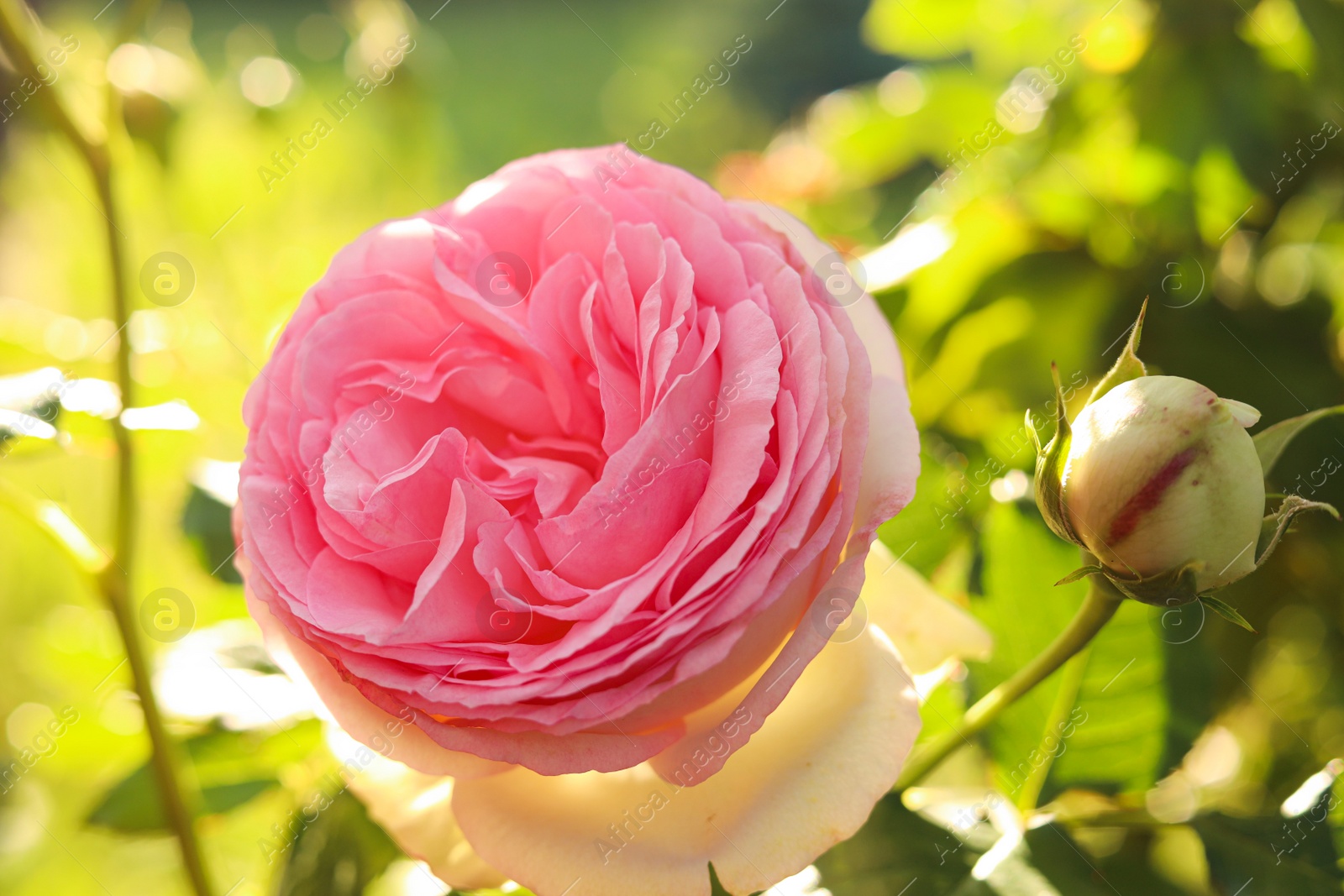 Photo of Beautiful blooming pink rose on bush outdoors, closeup