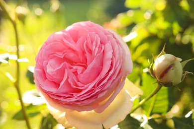 Beautiful blooming pink rose on bush outdoors, closeup