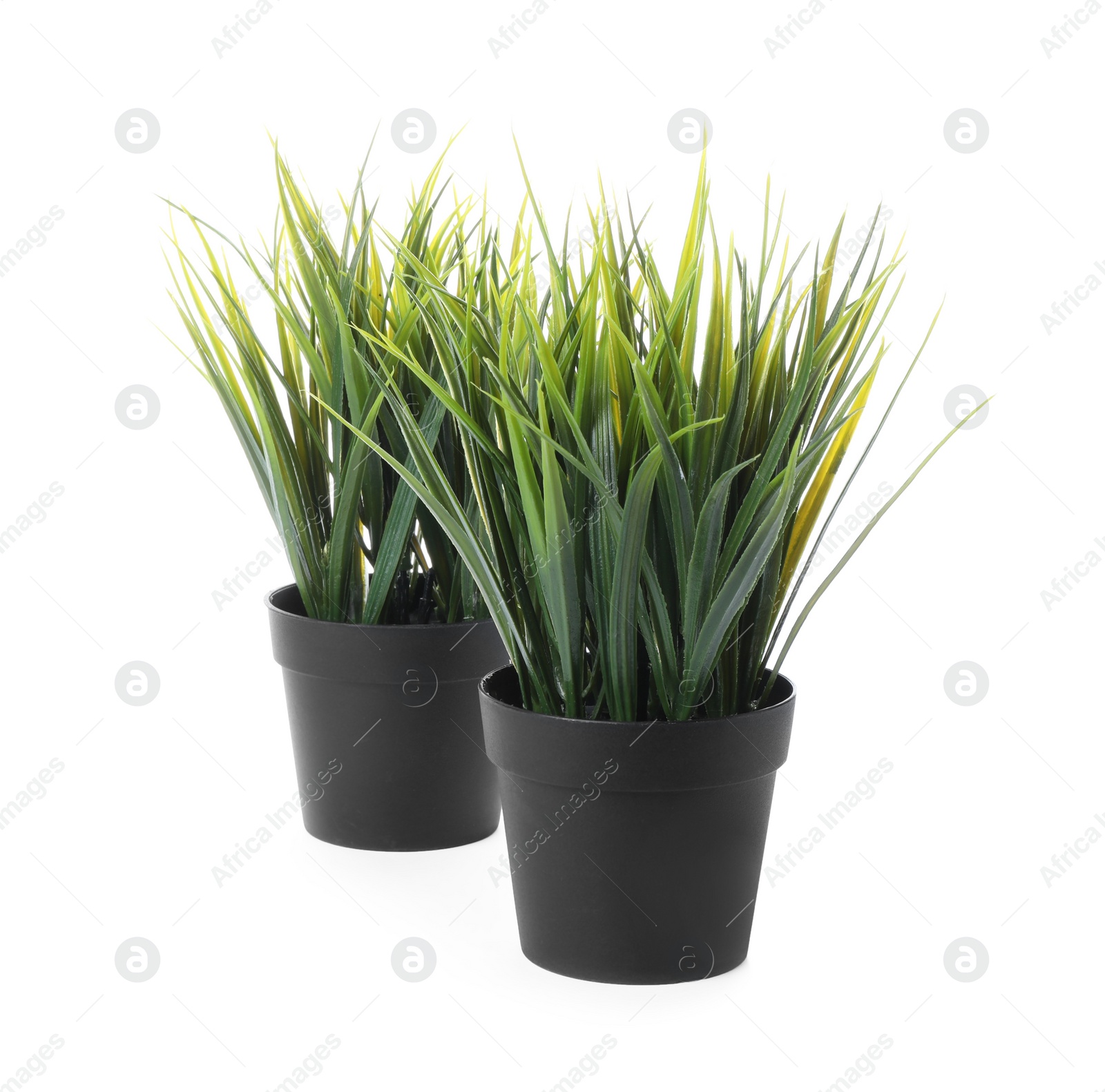 Photo of Beautiful artificial plants in flower pots isolated on white