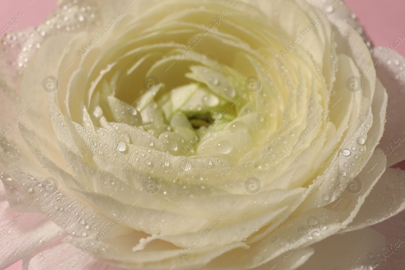 Photo of Beautiful white rose flower with water drops, closeup