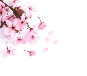 Photo of Sakura tree branch with beautiful pink blossoms isolated on white, top view