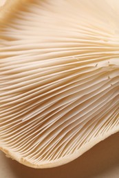 Photo of Fresh oyster mushroom on beige background, macro view