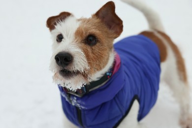 Photo of Cute Jack Russell Terrier in pet jacket on snow outdoors