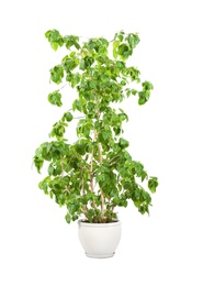 Photo of Beautiful ficus in pot on white background