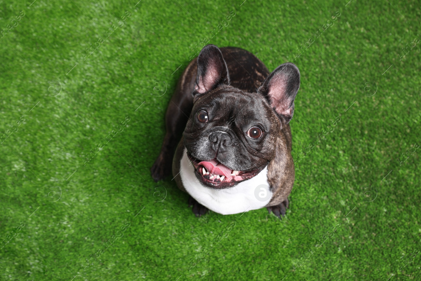 Photo of Adorable French Bulldog on green grass, above view. Lovely pet