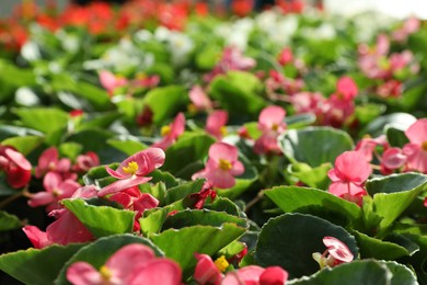 Closeup view of beautiful blooming wax begonias