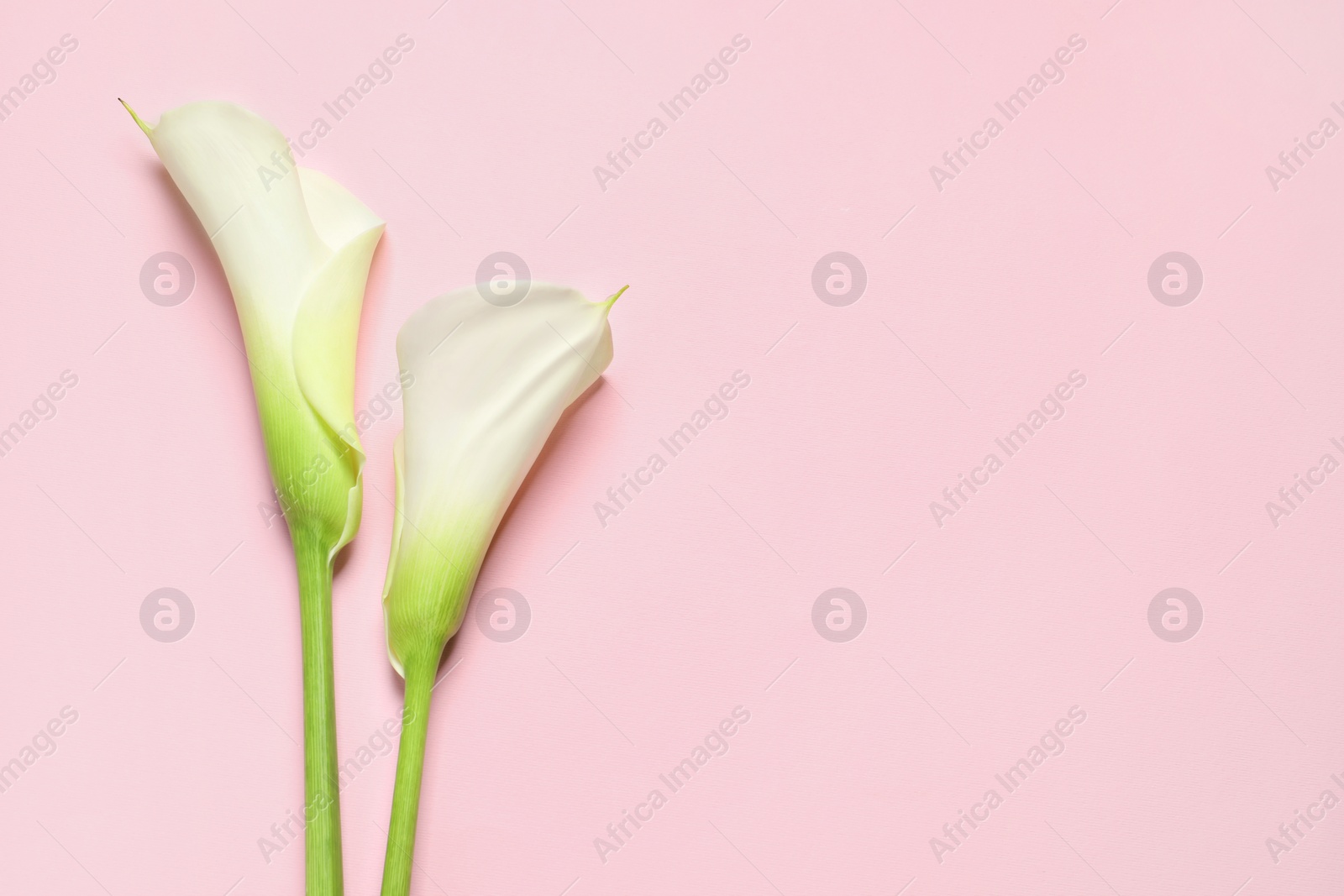 Photo of Beautiful calla lily flowers on pink background, flat lay. Space for text