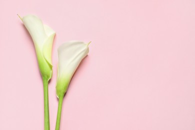 Beautiful calla lily flowers on pink background, flat lay. Space for text