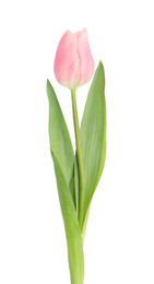 Photo of Beautiful pink spring tulip isolated on white, top view