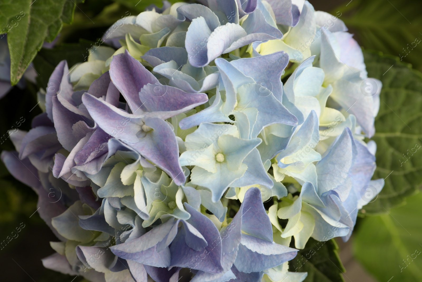 Photo of Beautiful hortensia plant with light blue flowers, closeup