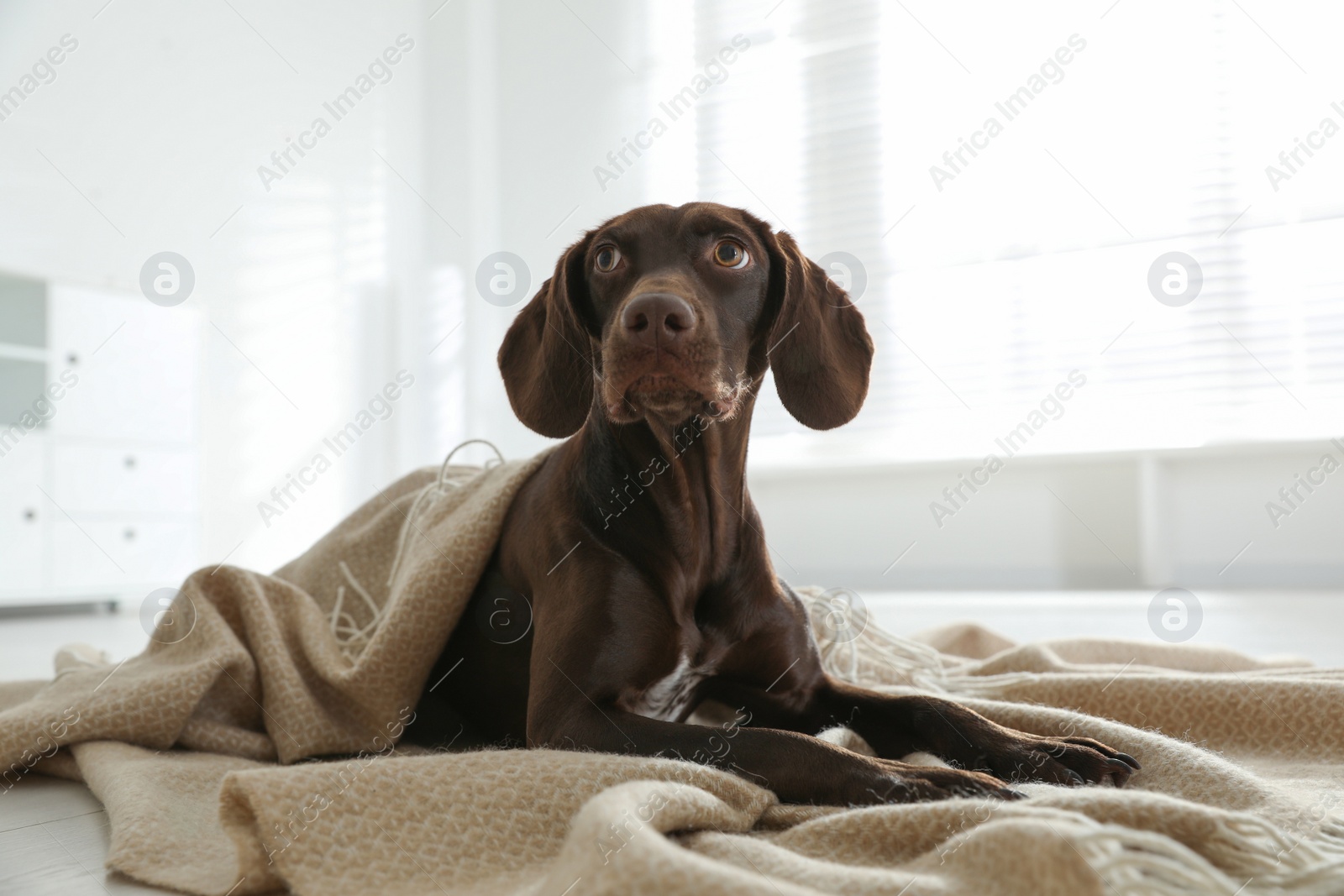 Photo of Adorable dog under plaid on floor indoors