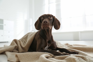 Adorable dog under plaid on floor indoors