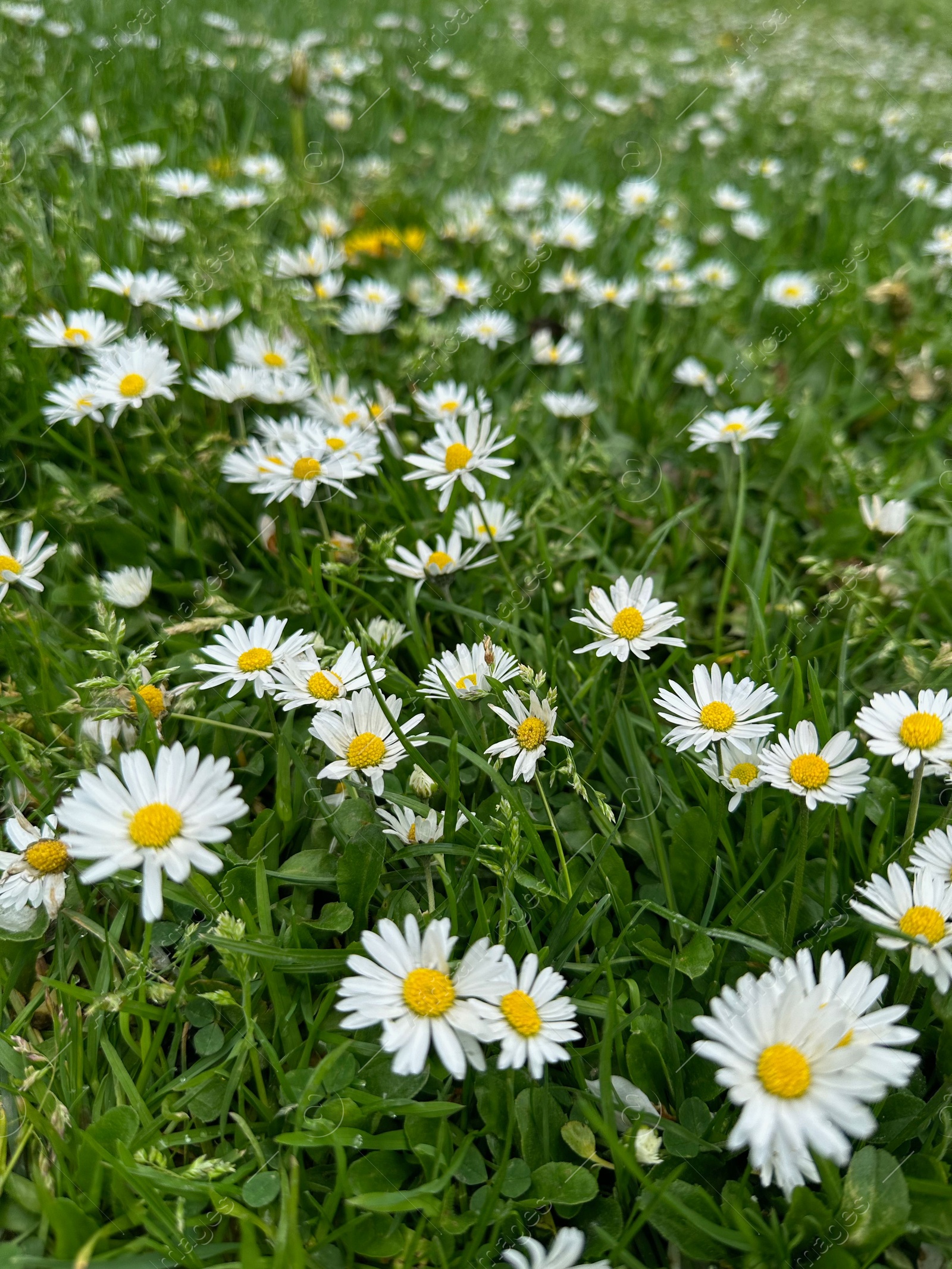 Photo of Beautiful flowers and green grass growing outdoors