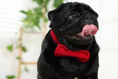Photo of Cute Pug dog with red bow tie on neck in room, space for text