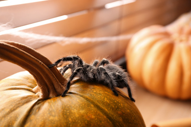 Photo of Striped knee tarantula on pumpkin near window indoors, closeup. Halloween celebration