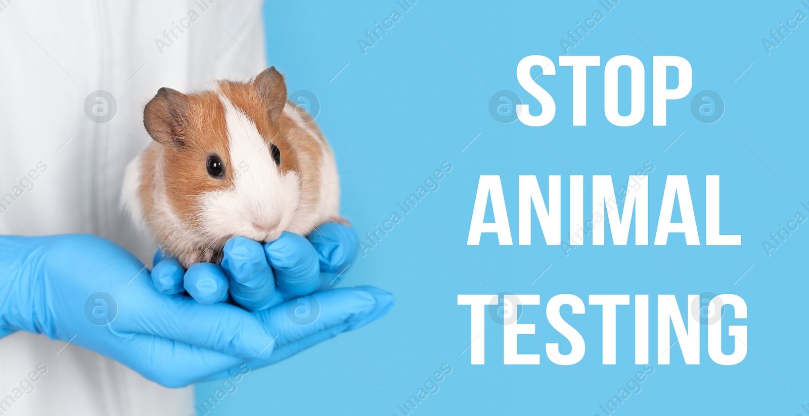 Image of STOP ANIMAL TESTING. Scientist holding guinea pig on light blue background, closeup