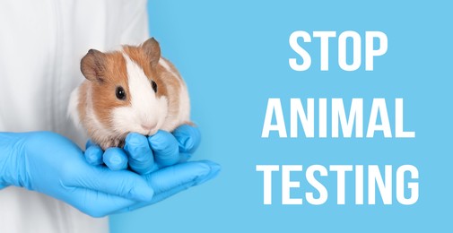 STOP ANIMAL TESTING. Scientist holding guinea pig on light blue background, closeup