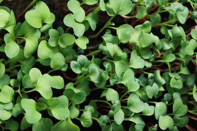 Photo of Fresh microgreens growing in soil as background, closeup