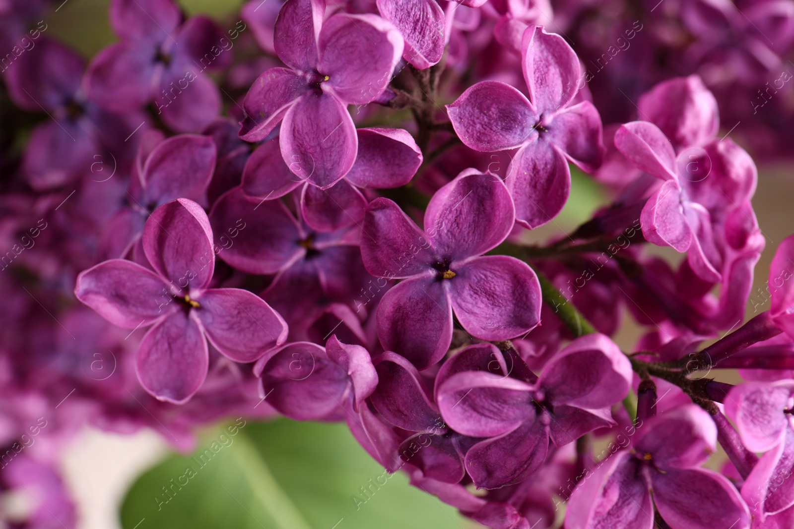 Photo of Closeup view of beautiful lilac flowers on blurred background