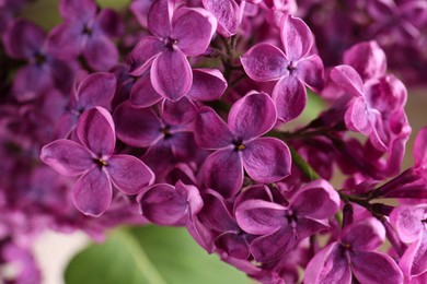 Photo of Closeup view of beautiful lilac flowers on blurred background