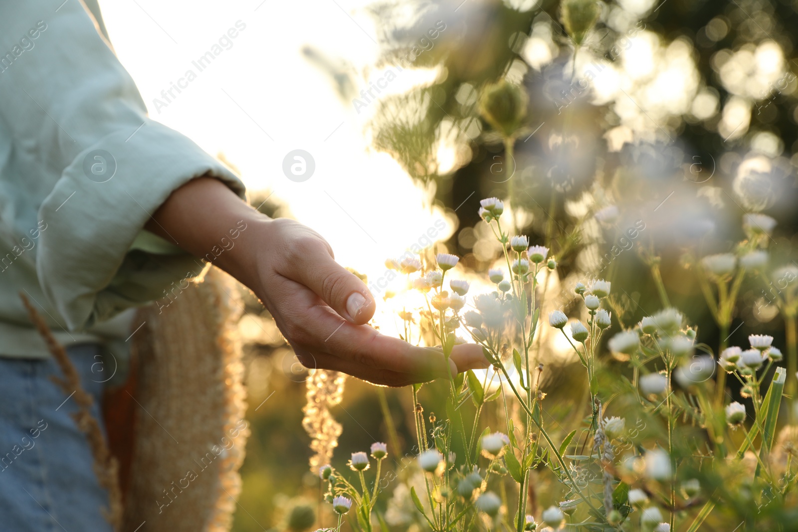 Photo of Woman walking through meadow and touching beautiful white flowers at sunset, closeup