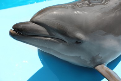Photo of Cute grey dolphin at poolside on sunny day, closeup