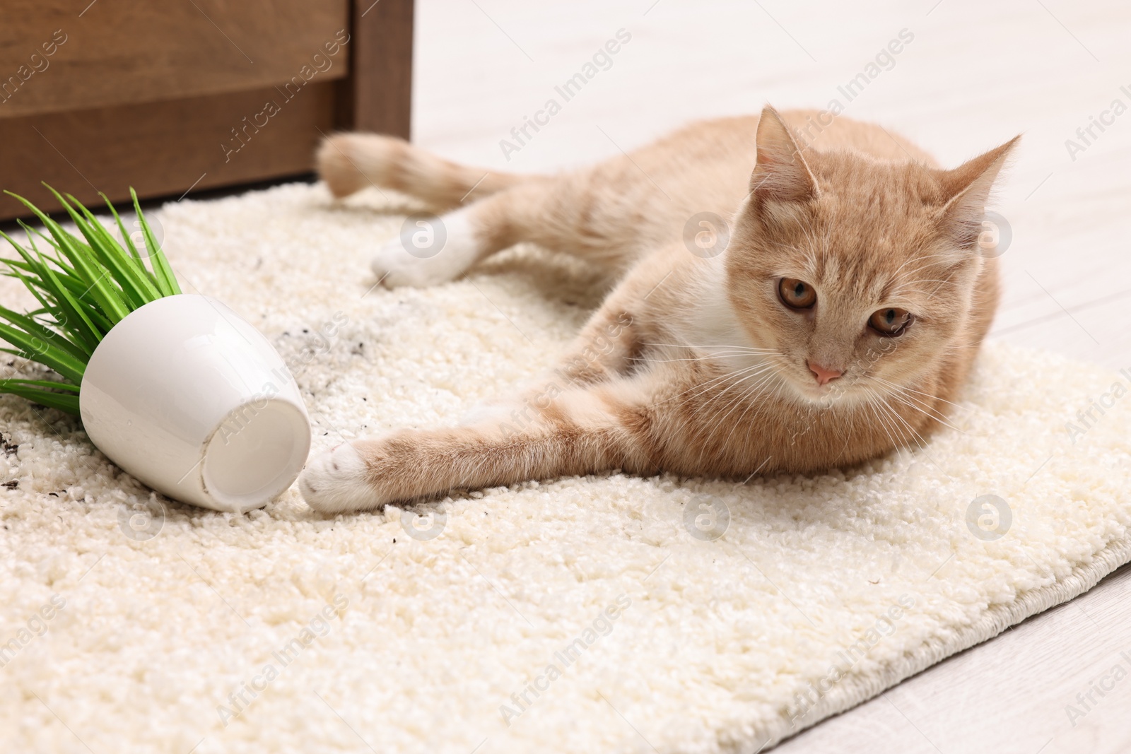 Photo of Cute ginger cat near overturned houseplant on carpet at home