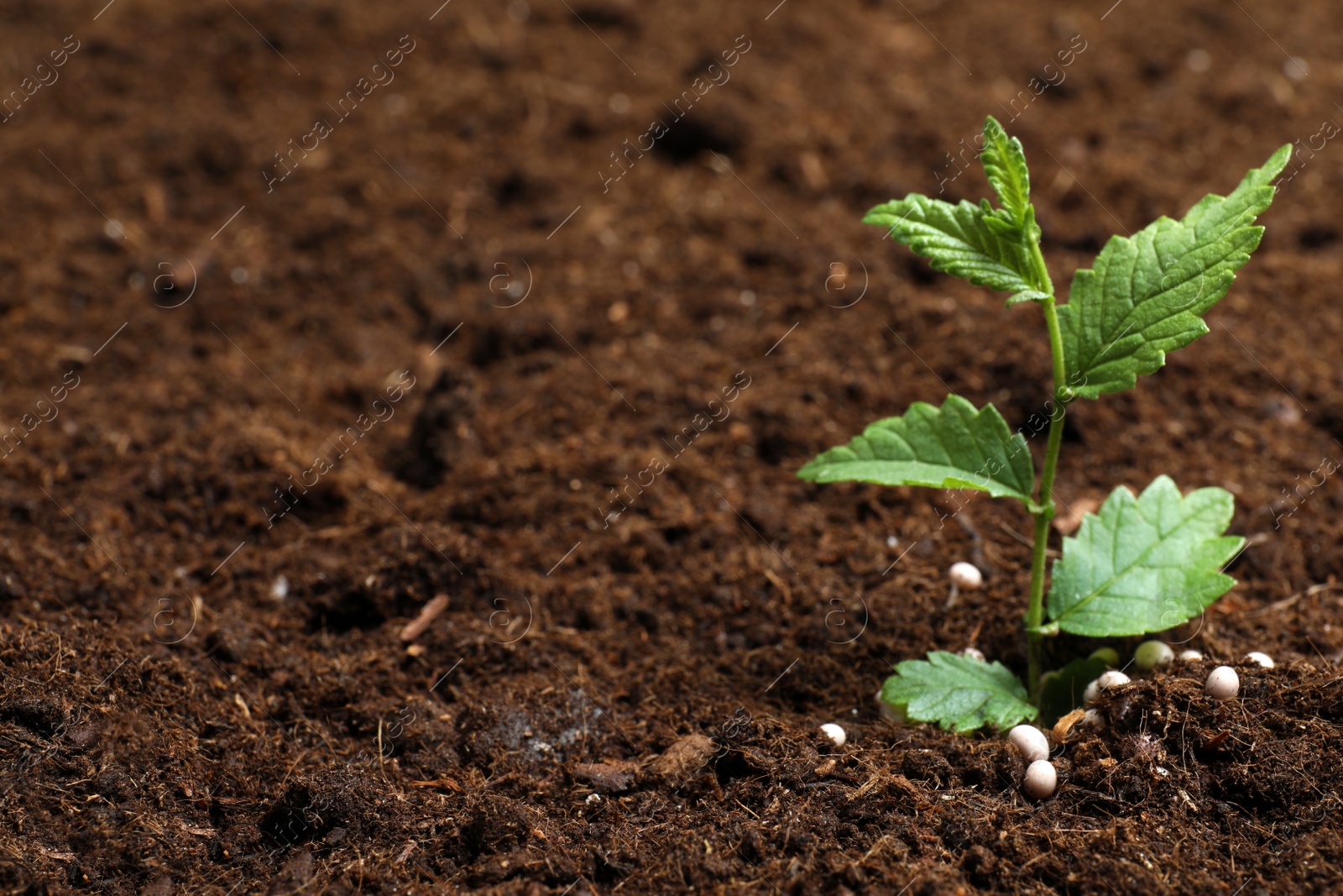 Photo of Fresh growing plant and fertilizer on soil, space for text. Gardening time