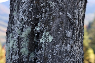 Tree trunk with moss on bark outdoors, closeup