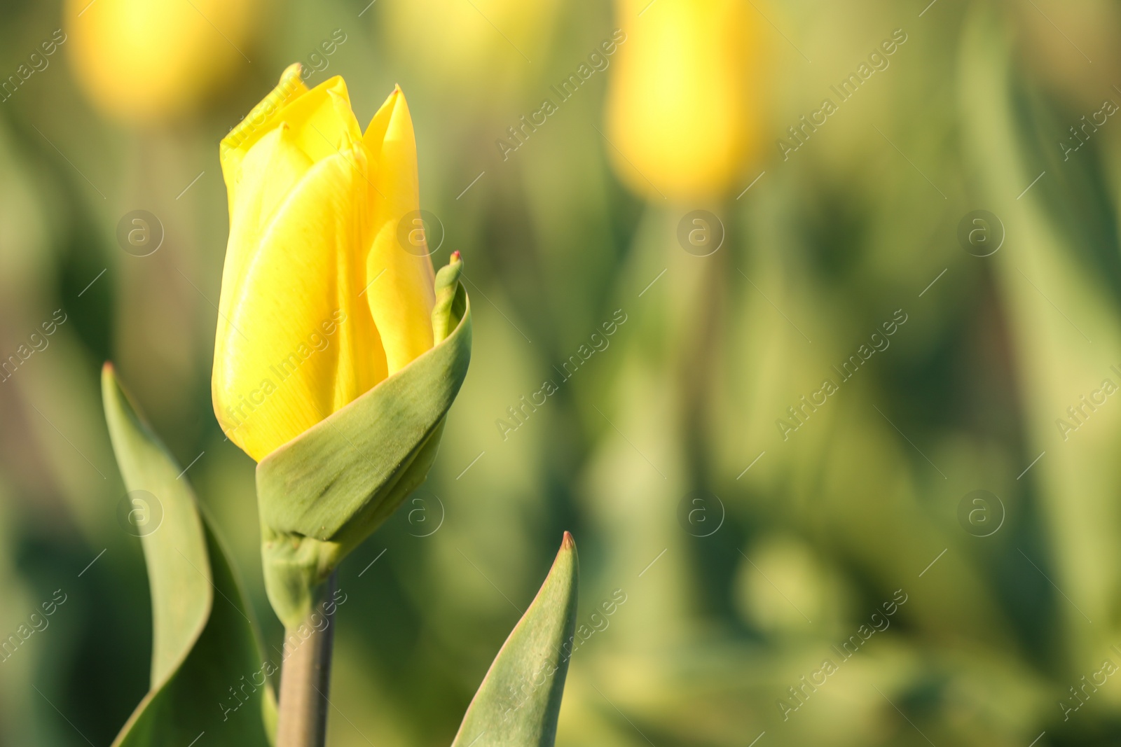 Photo of Fresh beautiful tulip in field, selective focus with space for text. Blooming flower