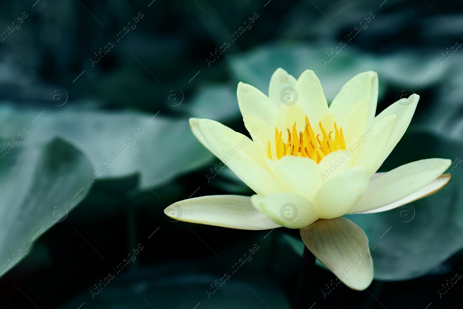 Image of Beautiful lotus and leaves on water, symbolic flower in Buddhism. Indian religion 