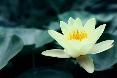 Beautiful lotus and leaves on water, symbolic flower in Buddhism. Indian religion 