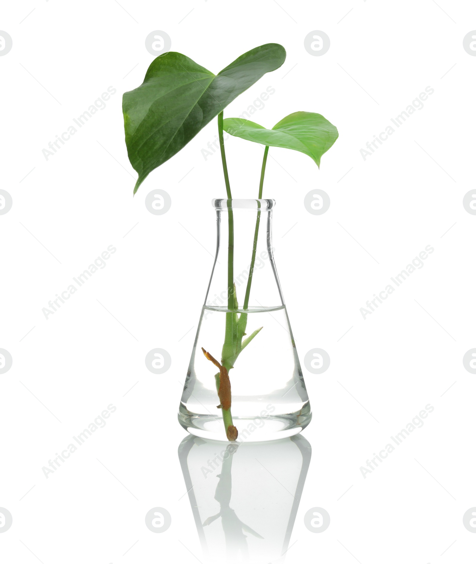 Photo of Flask with exotic plant isolated on white. Organic chemistry