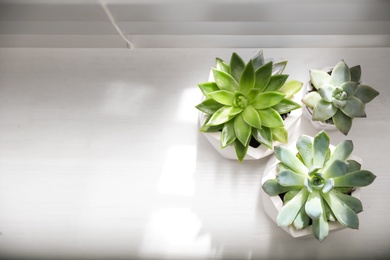 Photo of Beautiful potted succulents on white window sill, flat lay. Space for text
