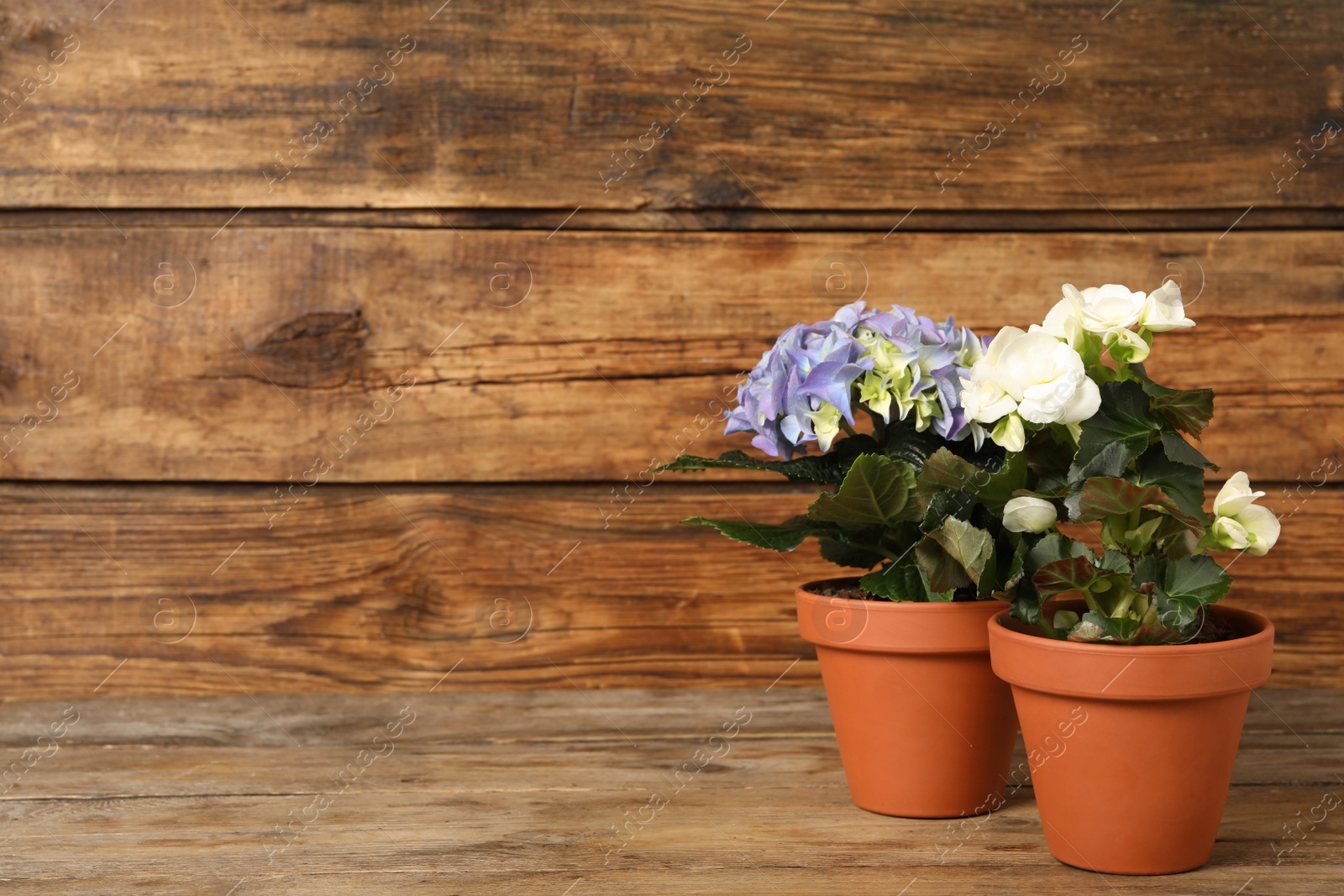 Photo of Different beautiful blooming plants in flower pots on wooden table, space for text