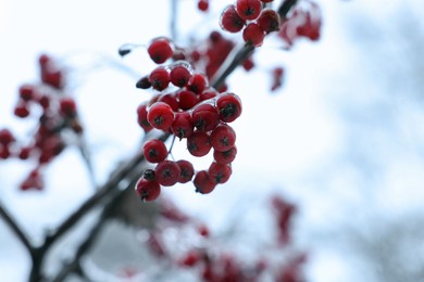 Tree with red berries in ice glaze outdoors on winter day, closeup. Space for text