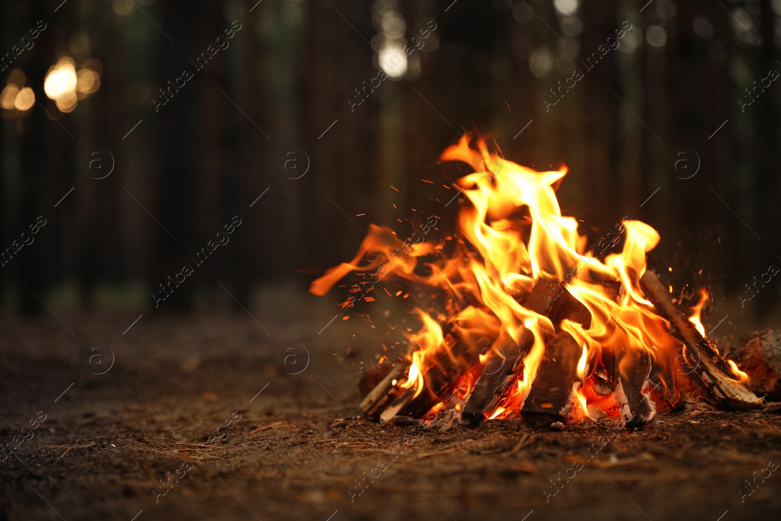 Photo of Beautiful bonfire with burning firewood in forest. Space for text