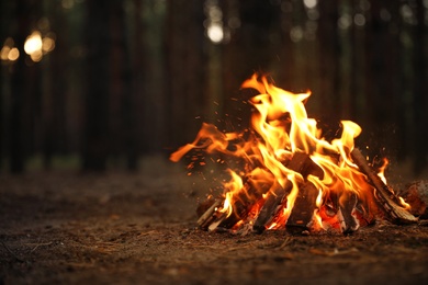 Photo of Beautiful bonfire with burning firewood in forest. Space for text