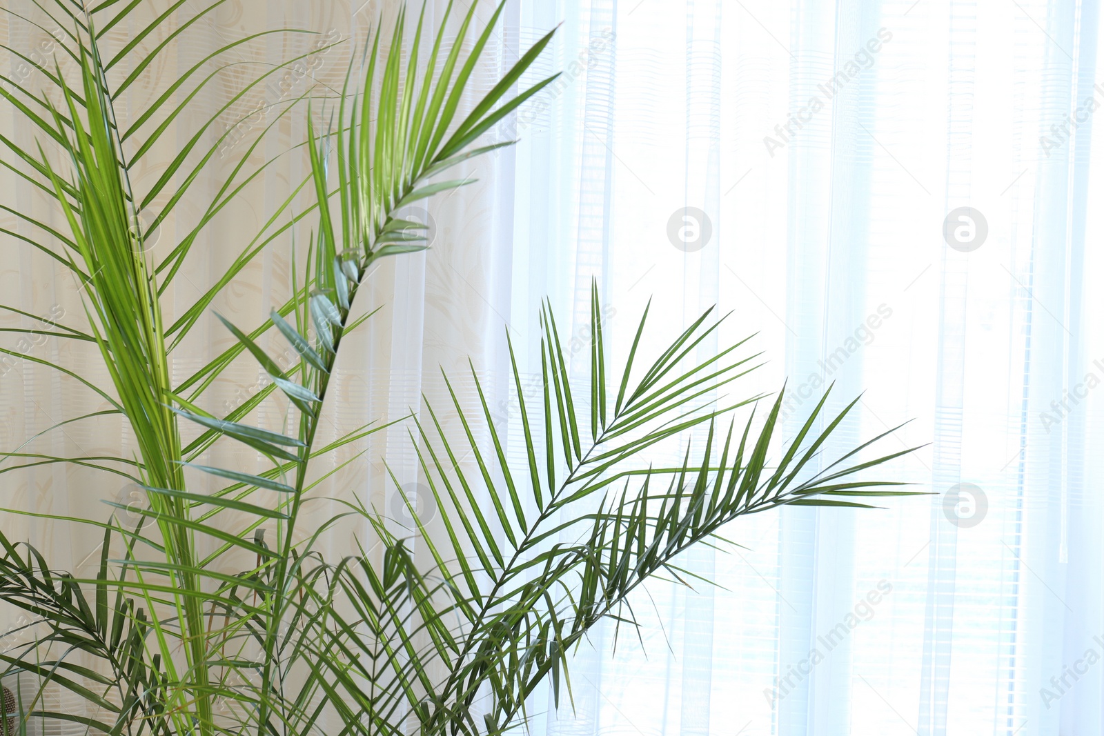 Photo of Beautiful palm plant with green leaves near curtain indoors. Space for text