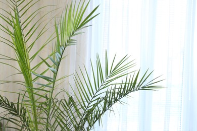 Beautiful palm plant with green leaves near curtain indoors. Space for text