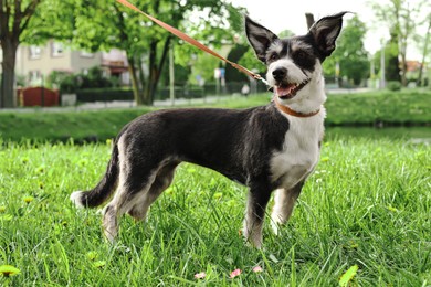 Photo of Cute dog with leash on green grass in park