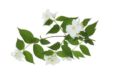 Photo of Branch of jasmine flowers and leaves isolated on white