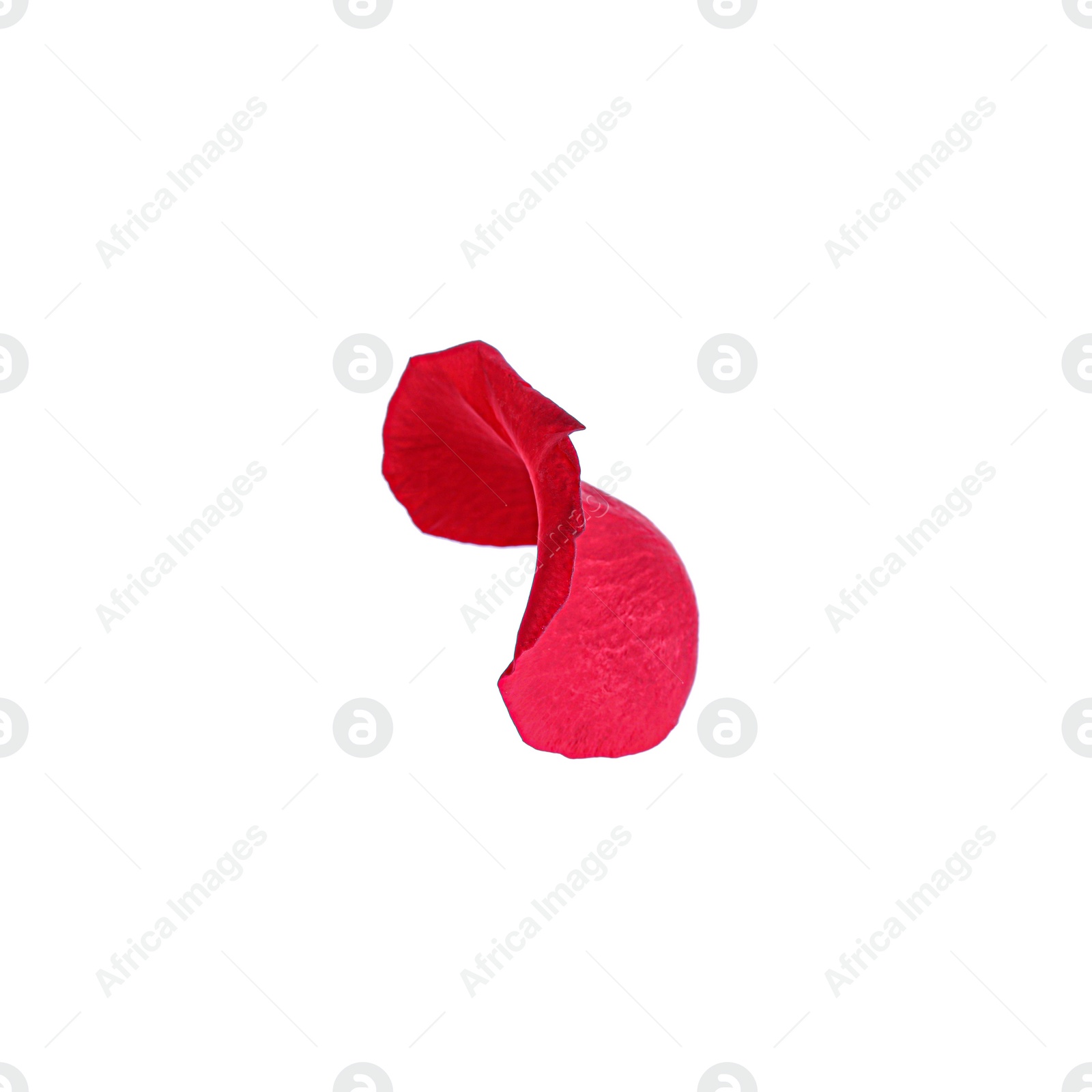 Photo of Tender red rose petal isolated on white