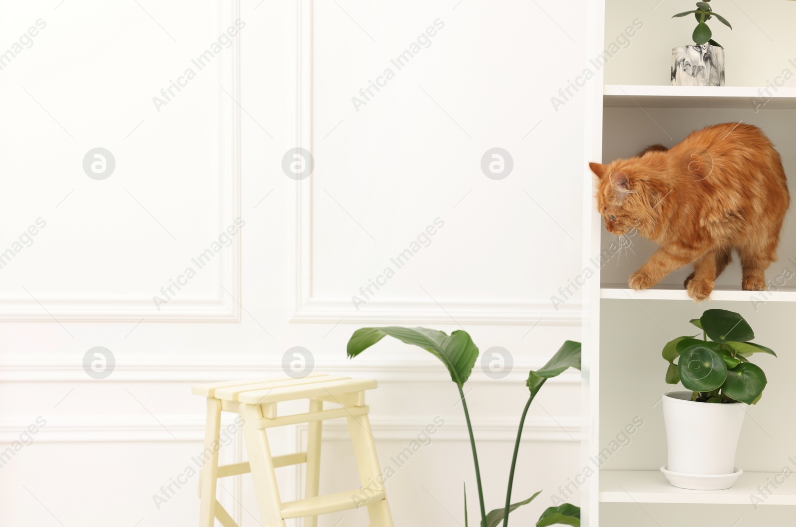 Photo of Adorable cat near green houseplants on white shelves at home. Space for text