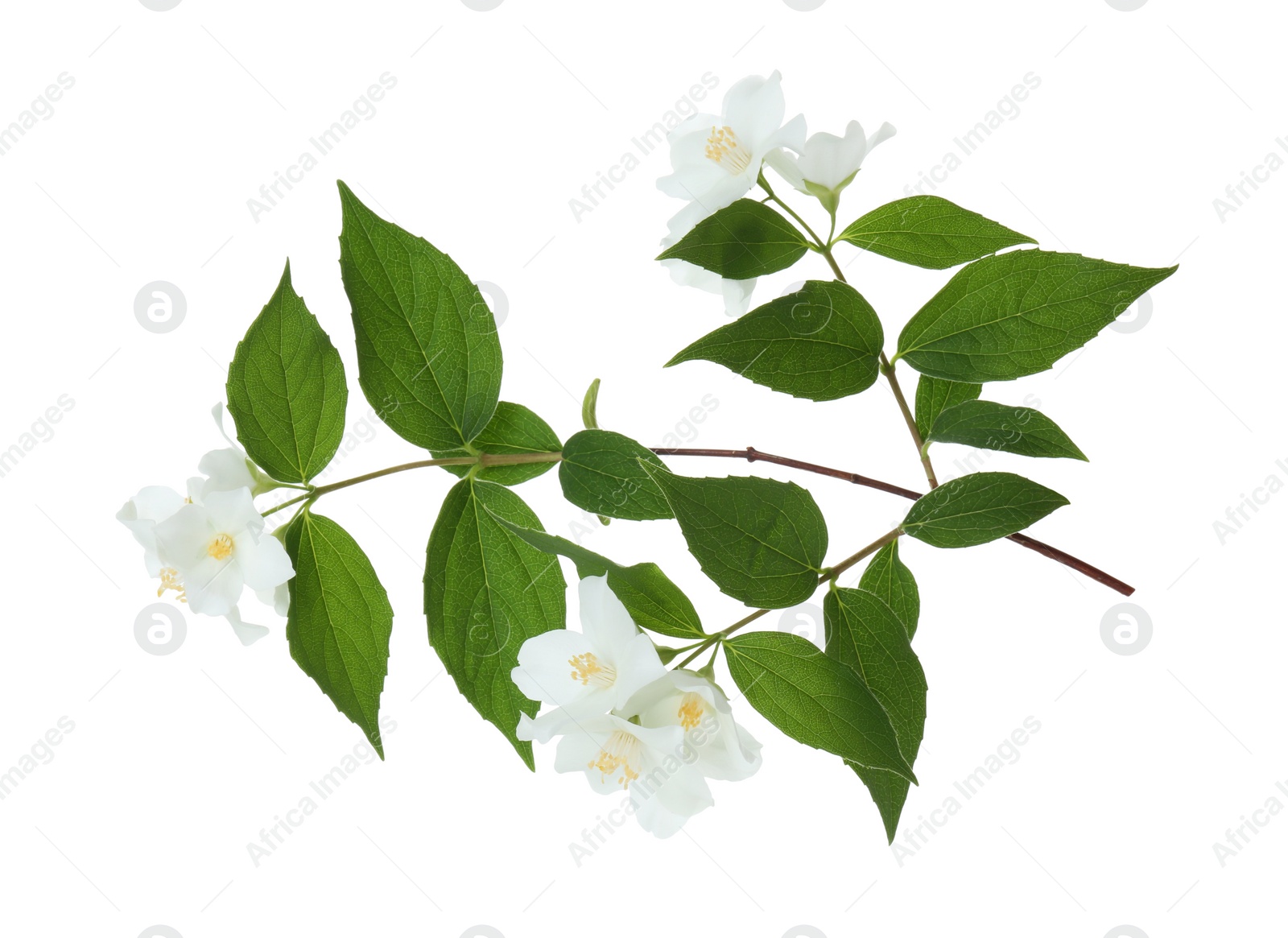 Photo of Branch of jasmine flowers and leaves isolated on white