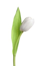 Photo of One beautiful delicate tulip isolated on white